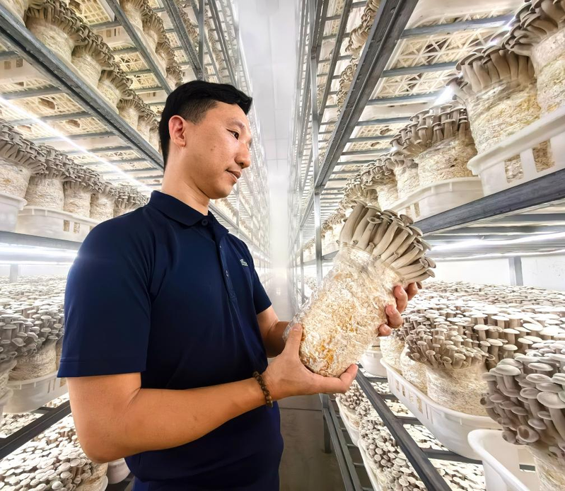 福建古田食用菌种植技术