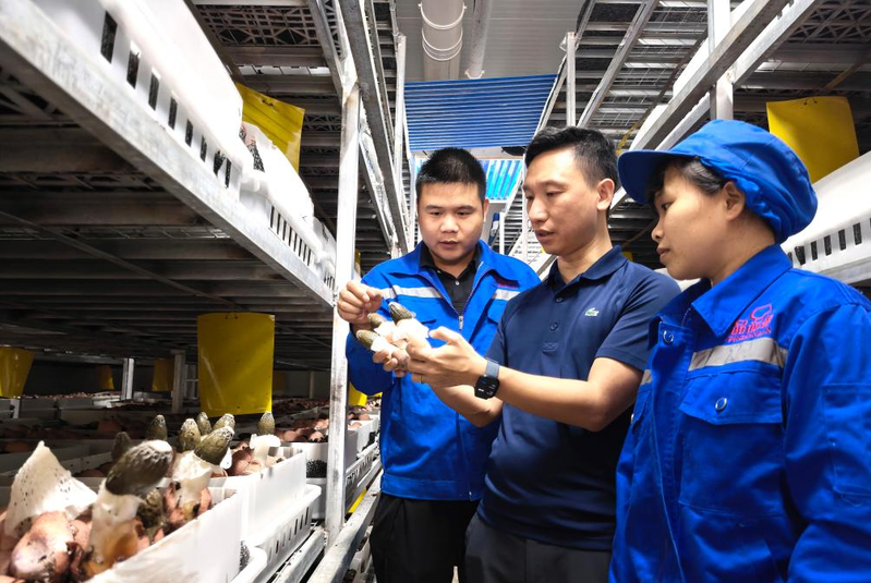 福建古田食用菌种植技术