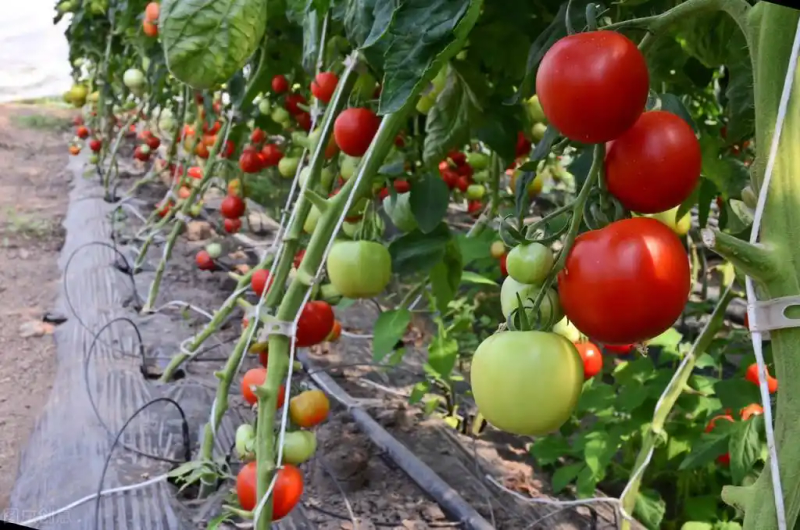 Autumn tomato shed cultivation techniques