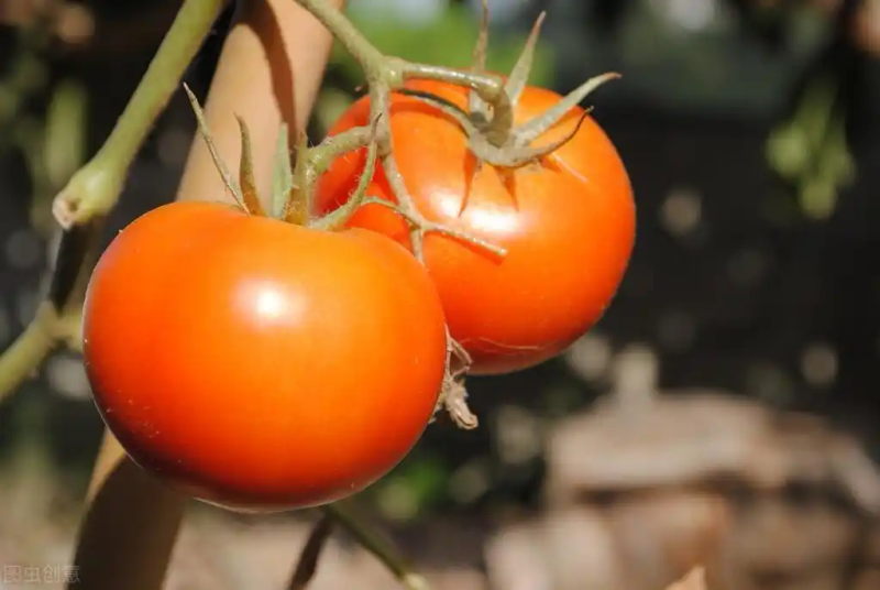 Autumn tomato shed cultivation techniques