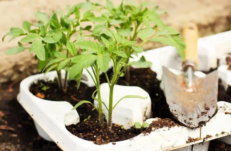 Autumn tomato shed cultivation techniques