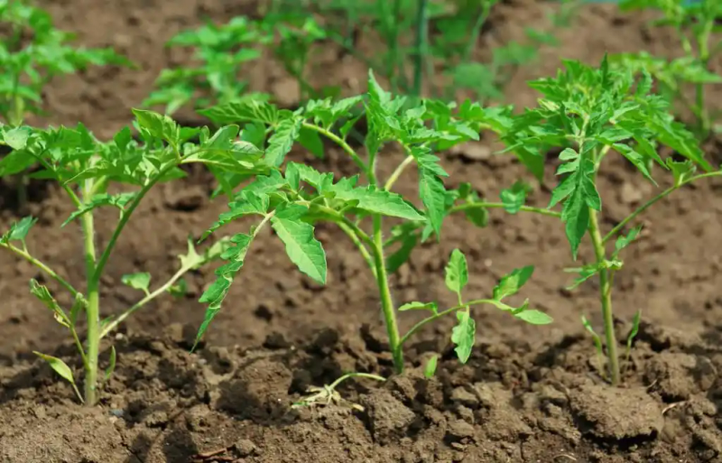 Autumn tomato shed cultivation techniques