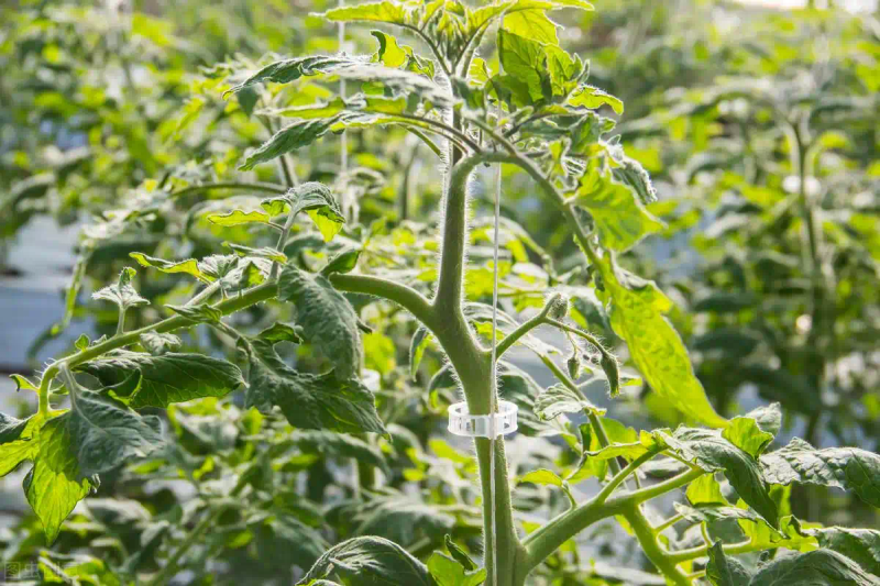 Autumn tomato shed cultivation techniques