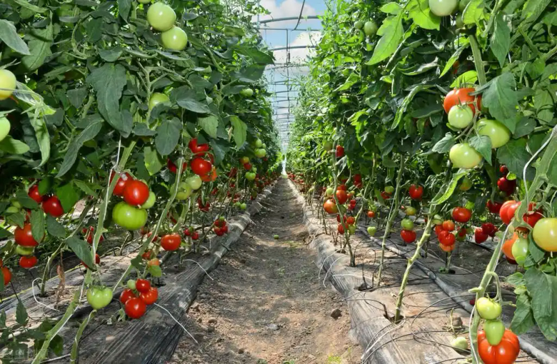 Autumn tomato shed cultivation techniques