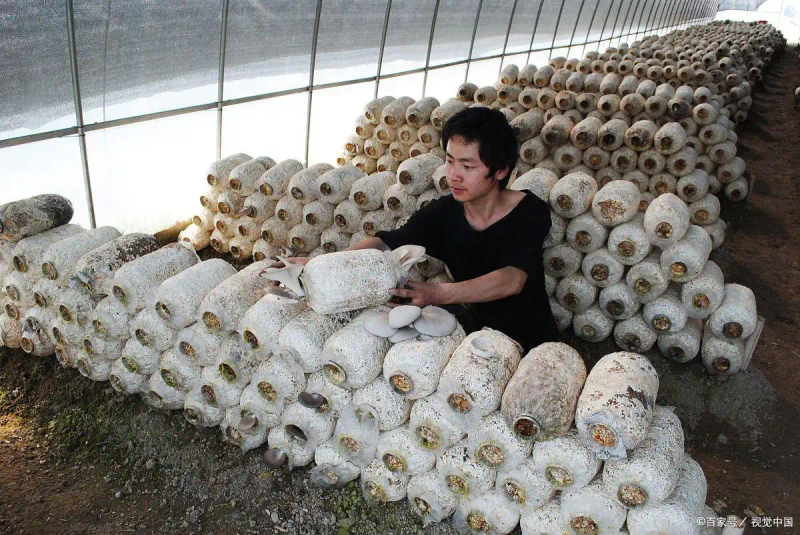 新型的香菇种植技术