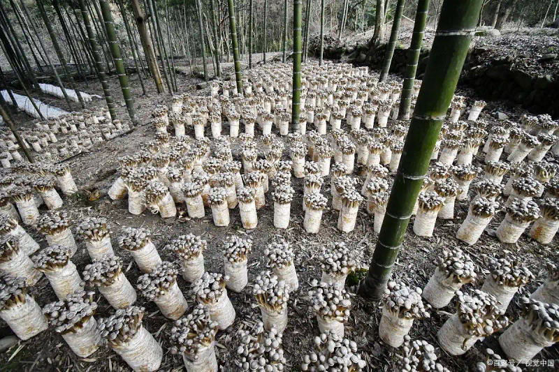 新型的香菇种植技术