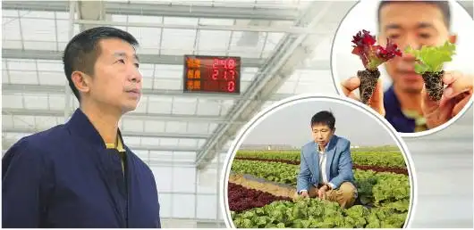 结球生菜的种植方法