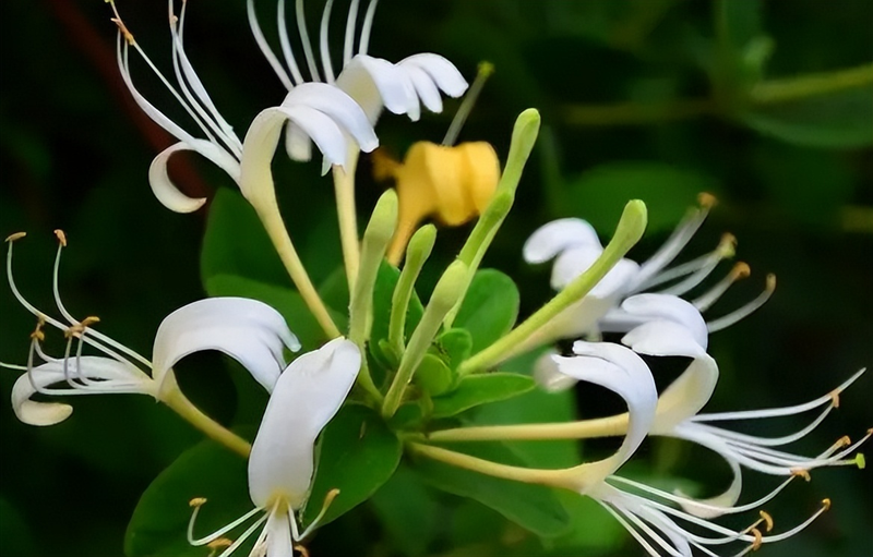 阳台种金银花种植方法