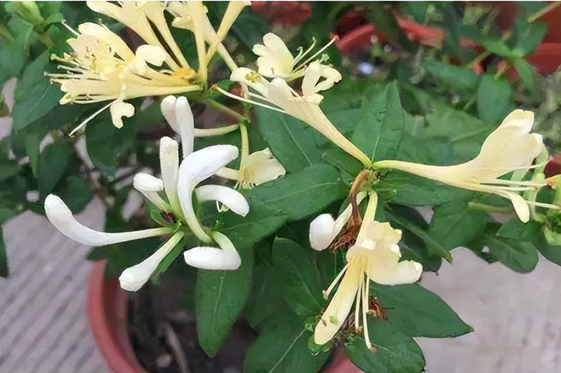 阳台种金银花种植方法