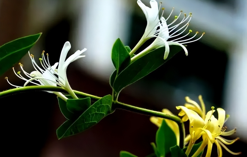 阳台种金银花种植方法