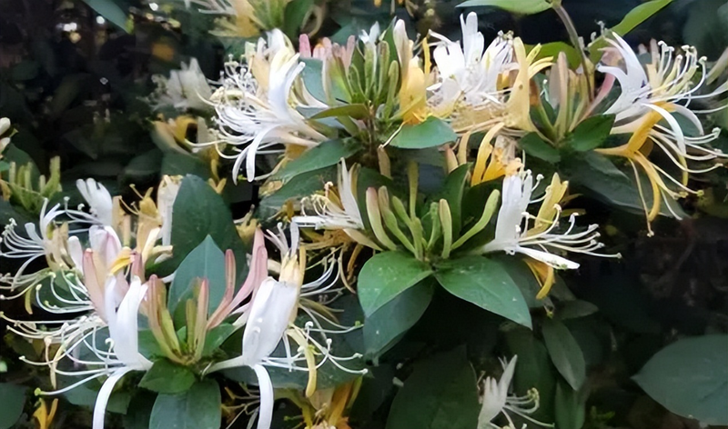 阳台种金银花种植方法