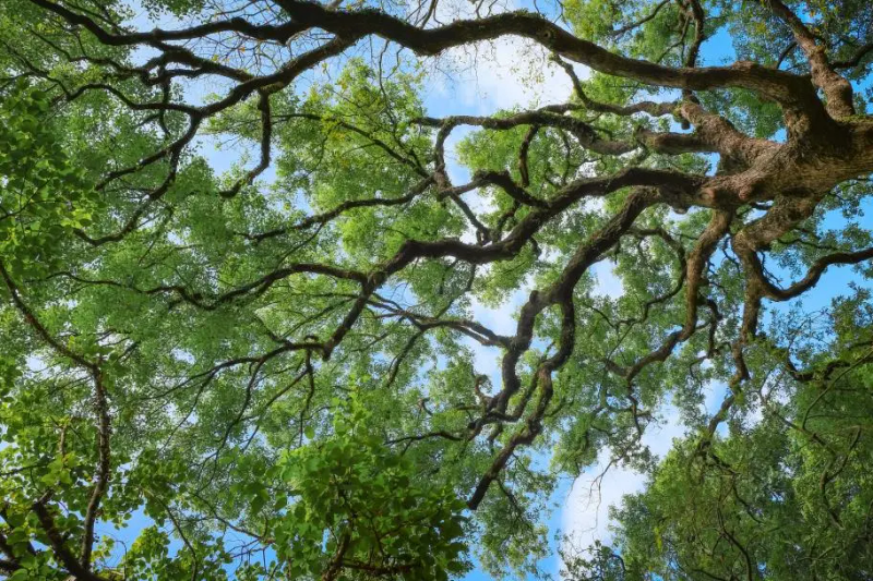 Landscape tree planting techniques