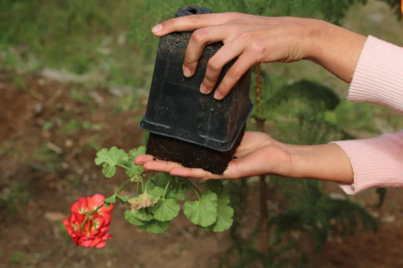Landscape tree planting techniques