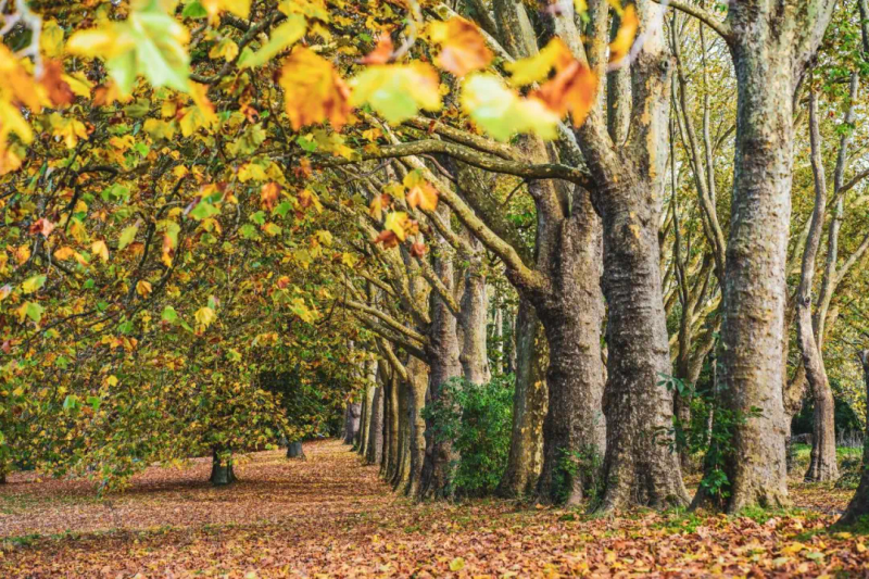 Landscape tree planting techniques