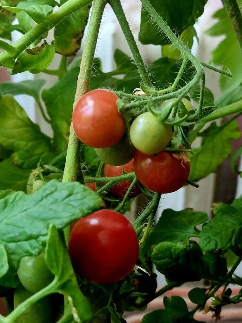 Autumn tomato shed cultivation techniques