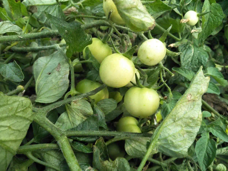 Autumn tomato shed cultivation techniques