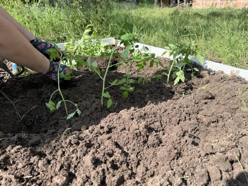 Autumn tomato shed cultivation techniques