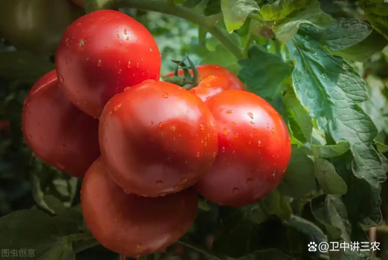 Autumn tomato shed cultivation techniques