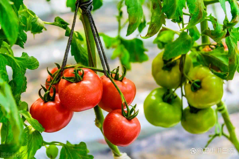 Autumn tomato shed cultivation techniques