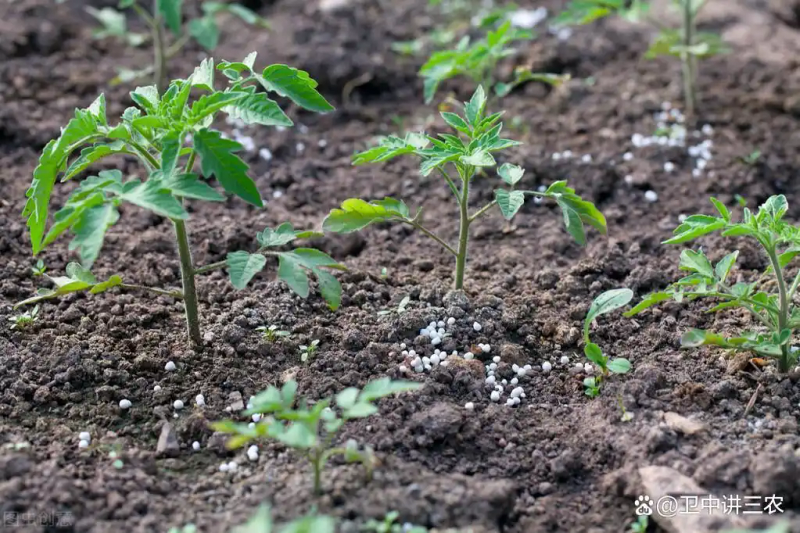 Autumn tomato shed cultivation techniques