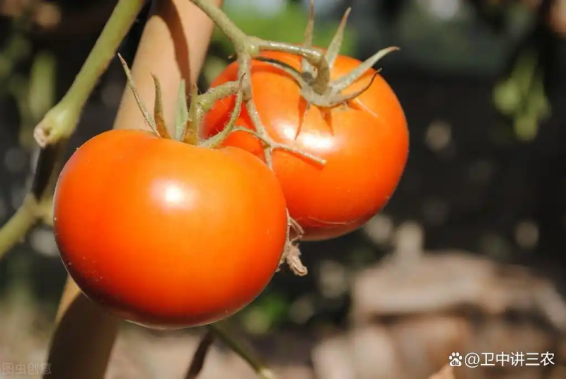 Autumn tomato shed cultivation techniques