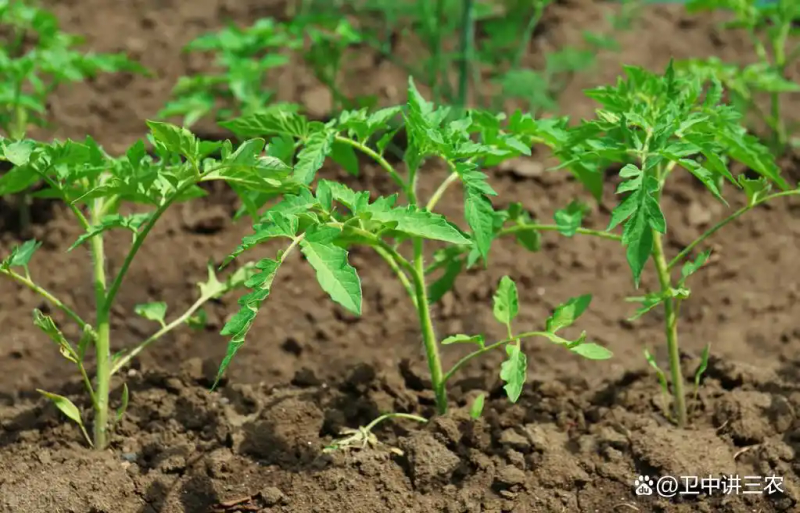 Autumn tomato shed cultivation techniques