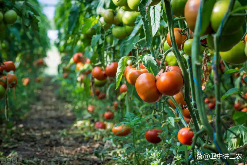 Autumn tomato shed cultivation techniques