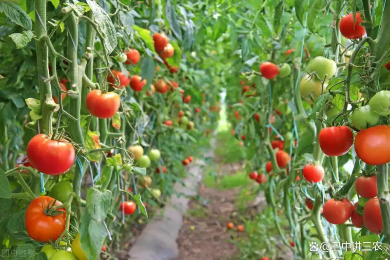 Autumn tomato shed cultivation techniques