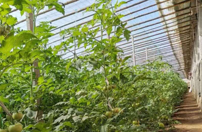 秋延番茄大棚种植技术