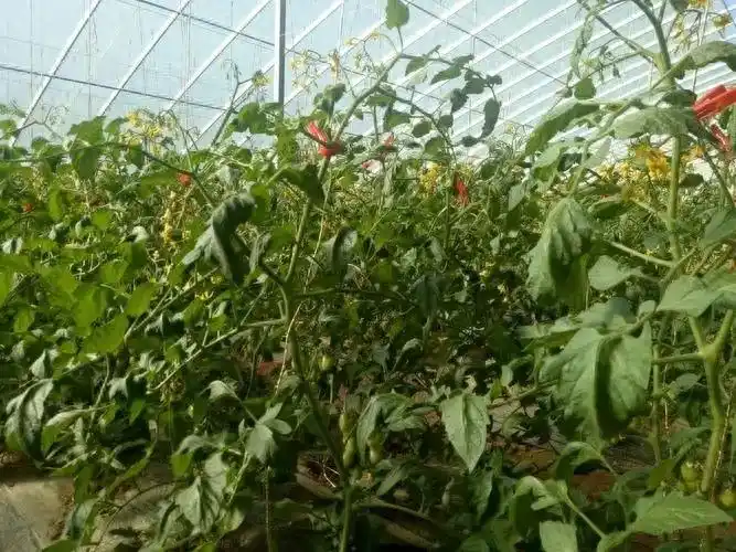 秋延番茄大棚种植技术