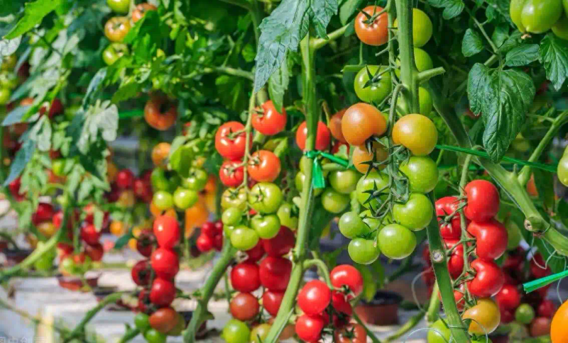 秋延番茄大棚种植技术