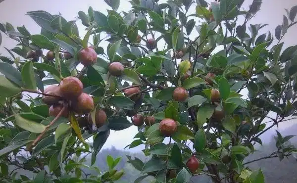 现代农业油茶种植技术