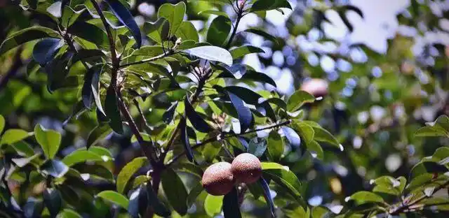 现代农业油茶种植技术