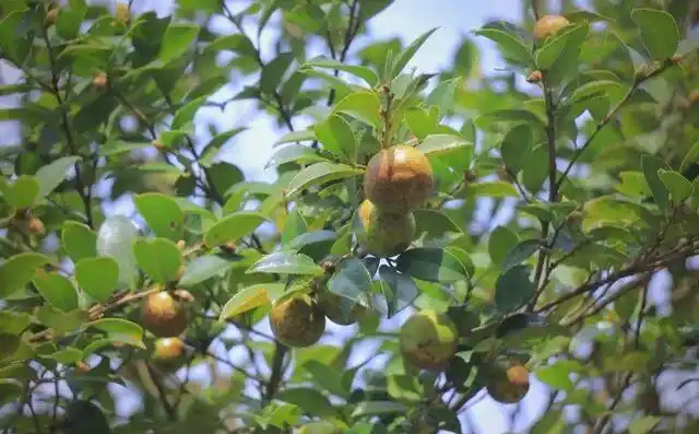 现代农业油茶种植技术