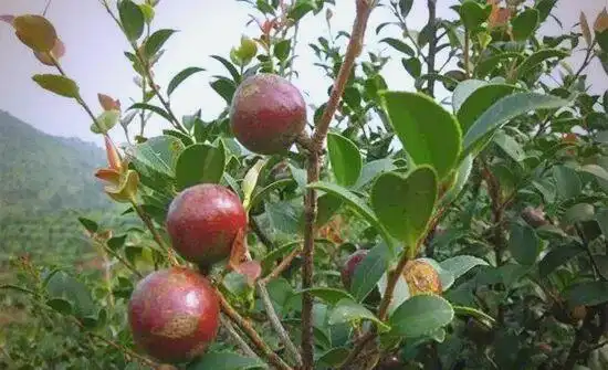 现代农业油茶种植技术