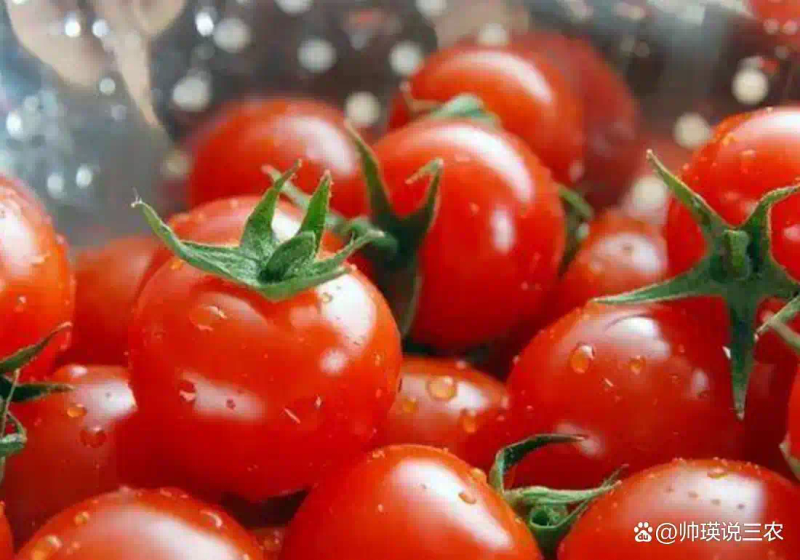 Autumn tomato shed cultivation techniques