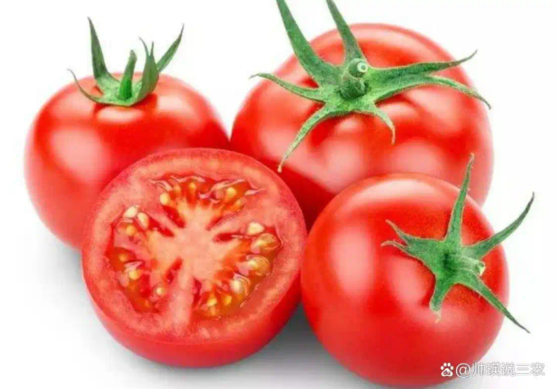 Autumn tomato shed cultivation techniques