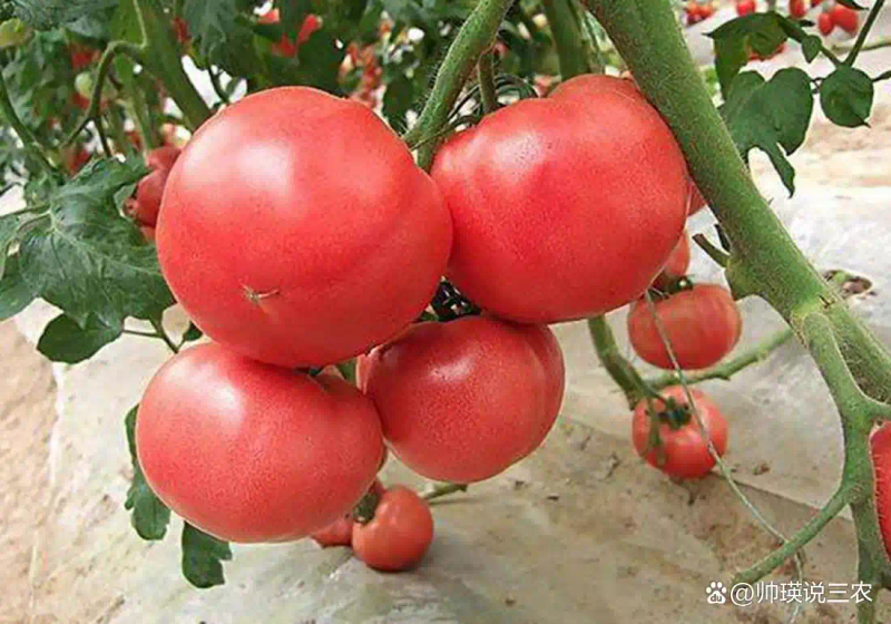 Autumn tomato shed cultivation techniques
