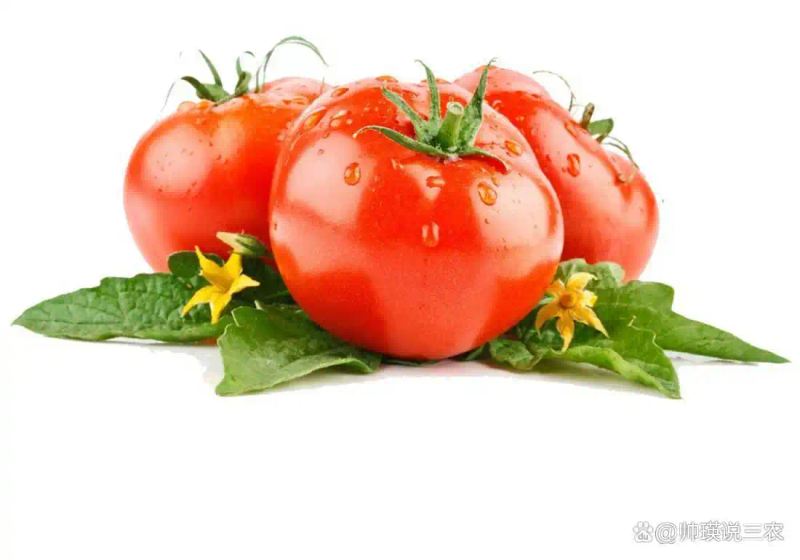 Autumn tomato shed cultivation techniques