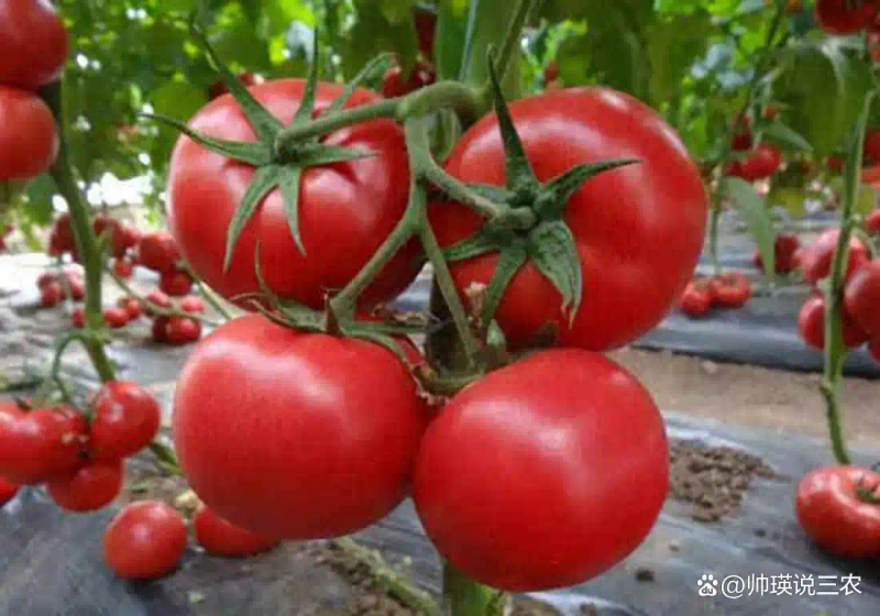 Autumn tomato shed cultivation techniques