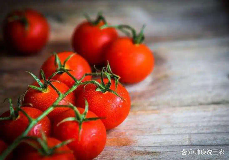 Autumn tomato shed cultivation techniques