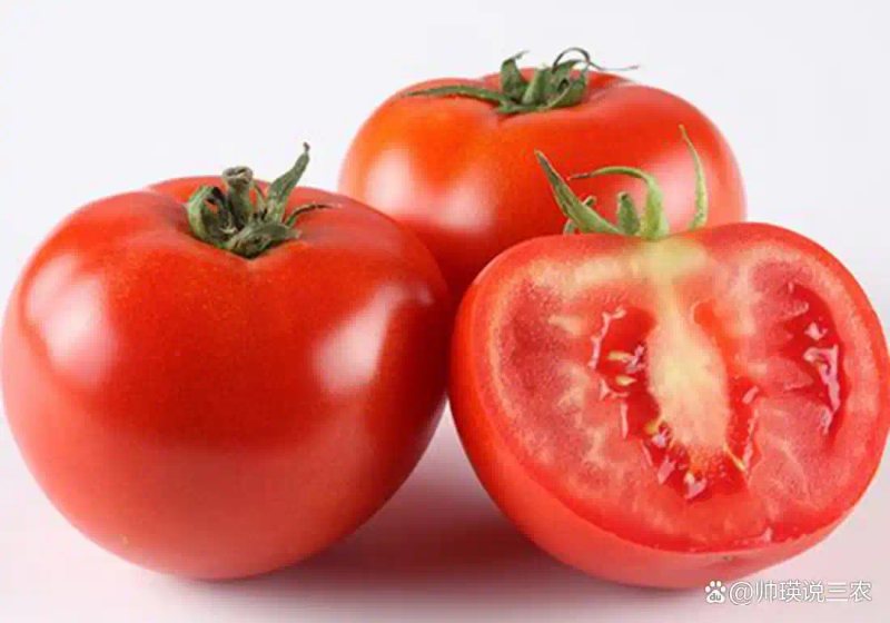 Autumn tomato shed cultivation techniques