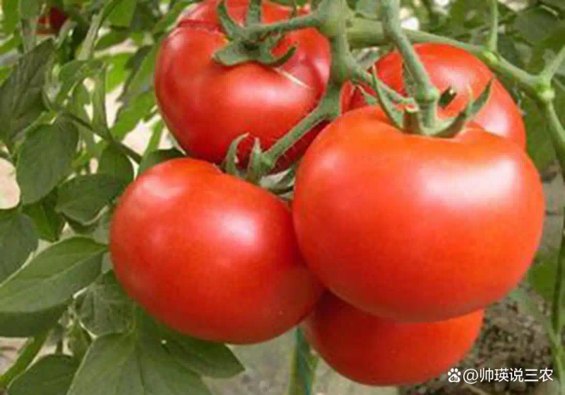 Autumn tomato shed cultivation techniques