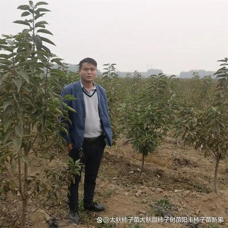 Shrimp cherry cultivation technology