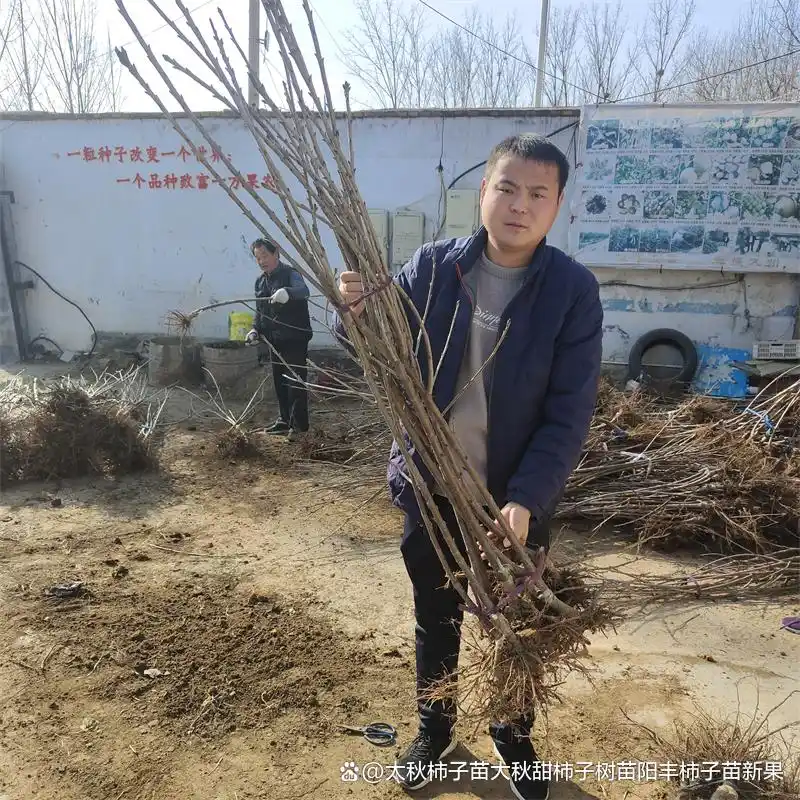 Shrimp cherry cultivation technology