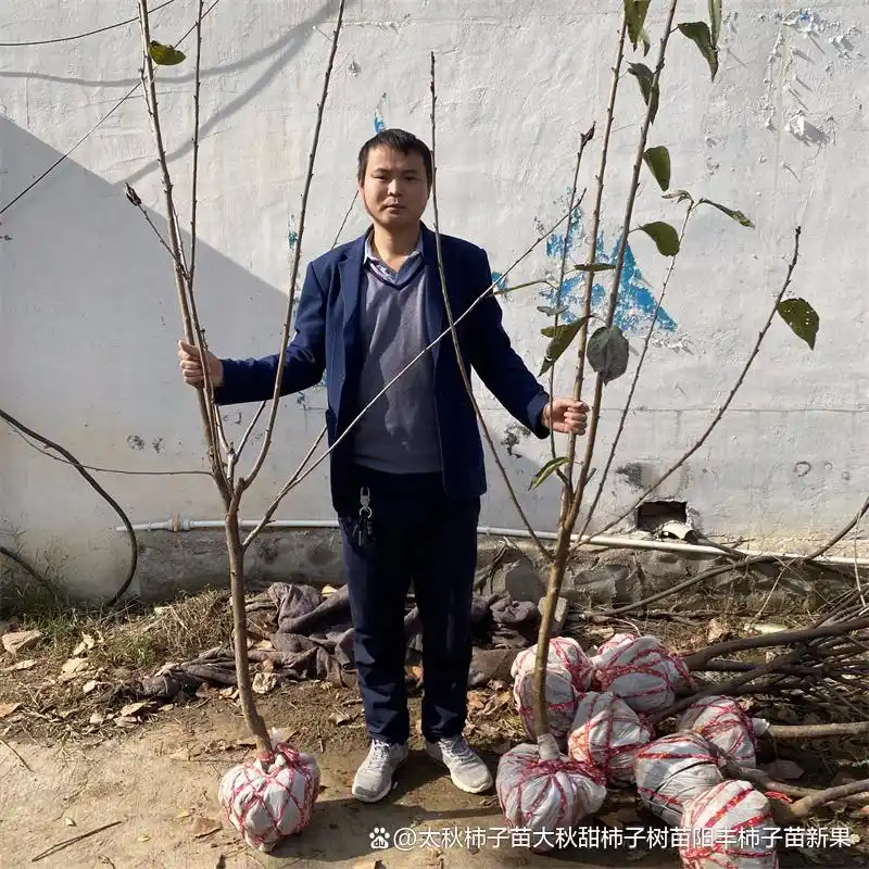 Shrimp cherry cultivation technology