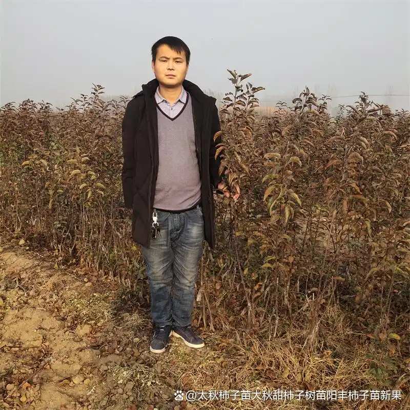 Shrimp cherry cultivation technology