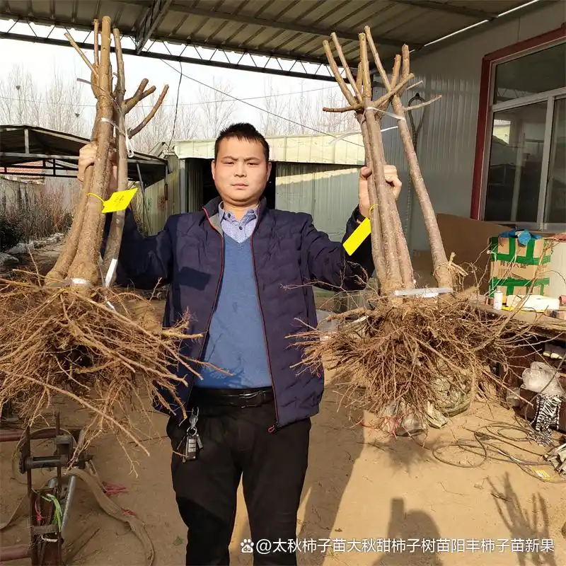 Shrimp cherry cultivation technology