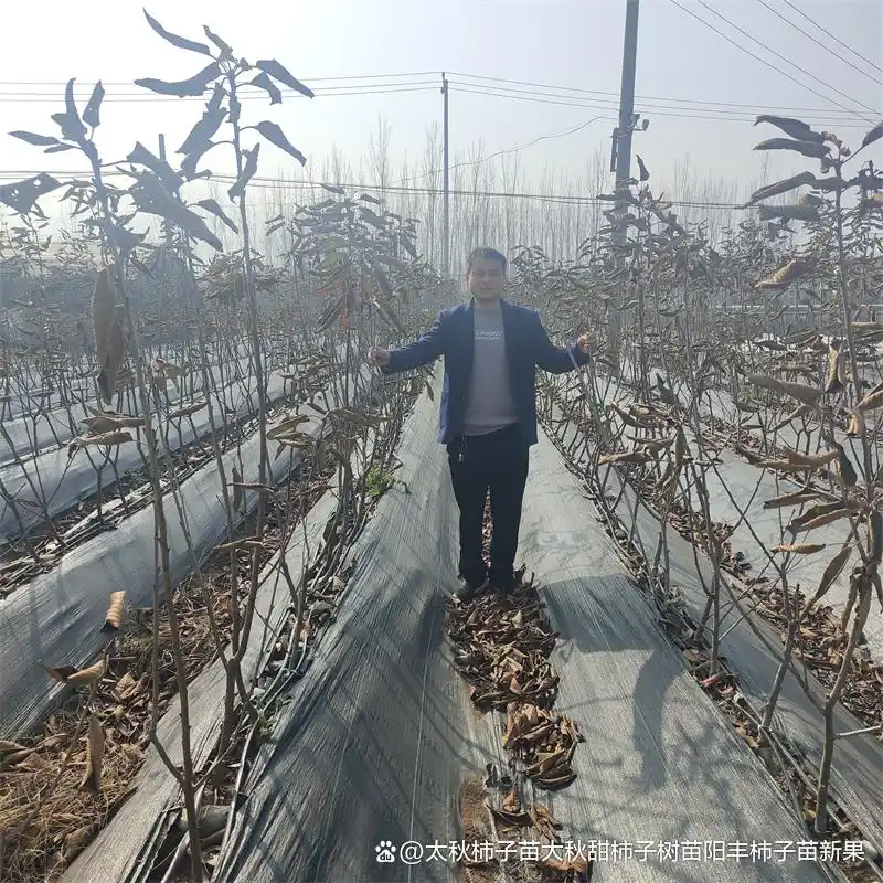 Shrimp cherry cultivation technology