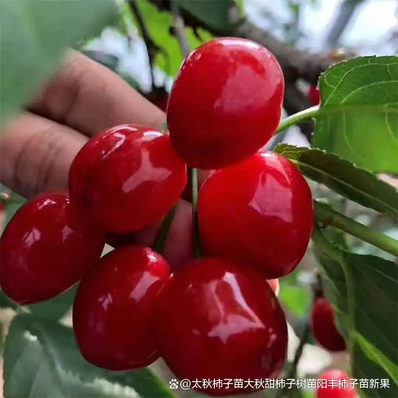 Shrimp cherry cultivation technology